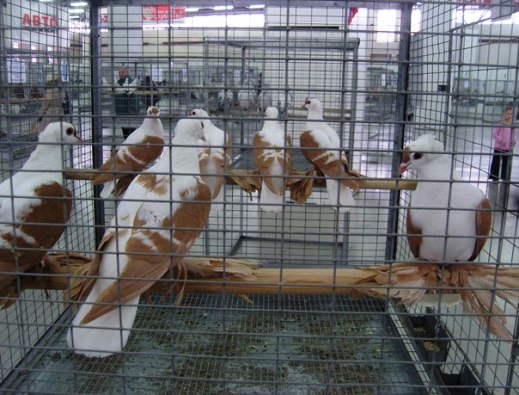 Выставка голубей, г.Тюмень, 28-29 января 2012 года. X_003e1d25