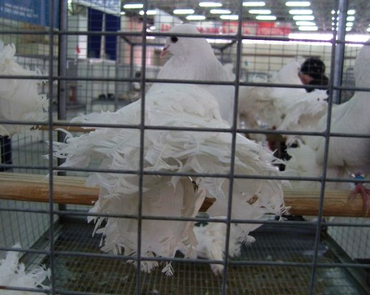 Выставка голубей, г.Тюмень, 28-29 января 2012 года. X_00c60fae