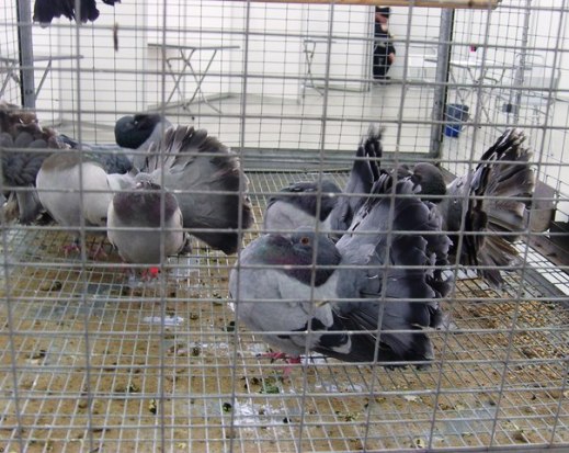 Выставка голубей, г.Тюмень, 28-29 января 2012 года. X_052de0a7
