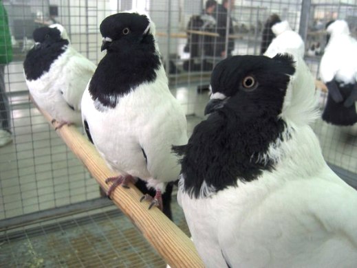 Выставка голубей, г.Тюмень, 28-29 января 2012 года. X_16744dc8
