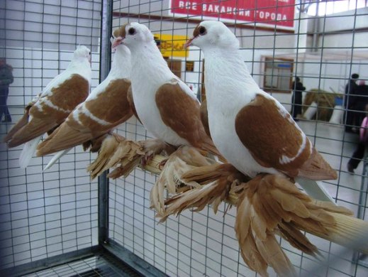 Выставка голубей, г.Тюмень, 28-29 января 2012 года. X_1e264826