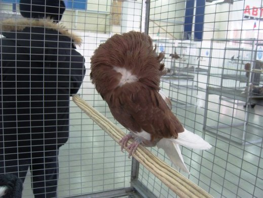 Выставка голубей, г.Тюмень, 28-29 января 2012 года. X_27fc8e19