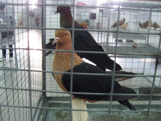 Выставка голубей, г.Тюмень, 28-29 января 2012 года. X_2fb68b7f