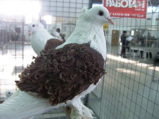 Выставка голубей, г.Тюмень, 28-29 января 2012 года. X_3bf1b6f0