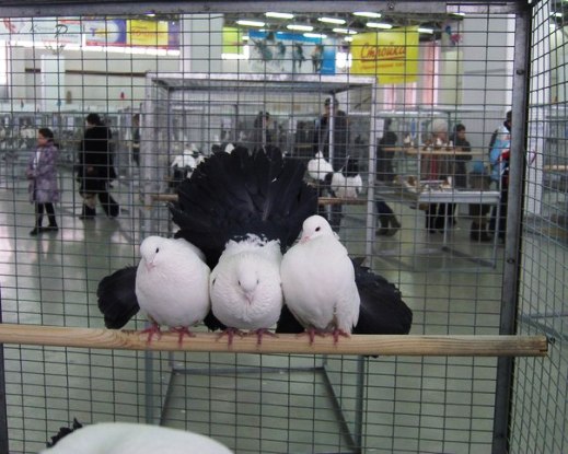 Выставка голубей, г.Тюмень, 28-29 января 2012 года. X_4138d0c6