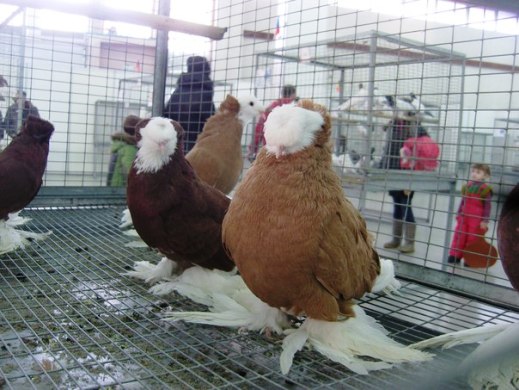 Выставка голубей, г.Тюмень, 28-29 января 2012 года. X_442b9d48