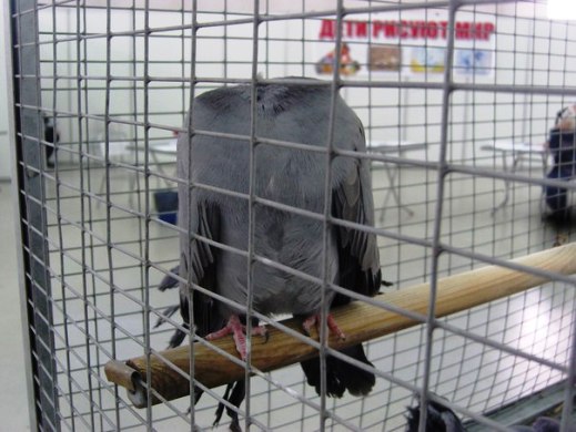 Выставка голубей, г.Тюмень, 28-29 января 2012 года. X_44c23066