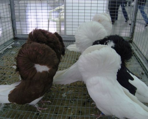 Выставка голубей, г.Тюмень, 28-29 января 2012 года. X_7c3edd14
