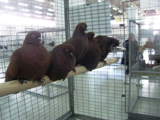 Выставка голубей, г.Тюмень, 28-29 января 2012 года. X_8fb75e6d