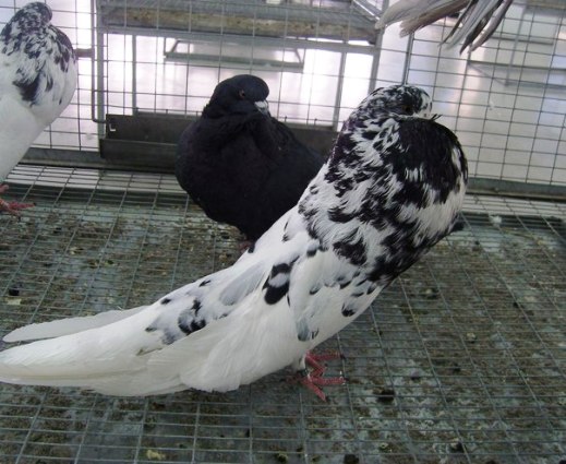 Выставка голубей, г.Тюмень, 28-29 января 2012 года. X_a7da03c4