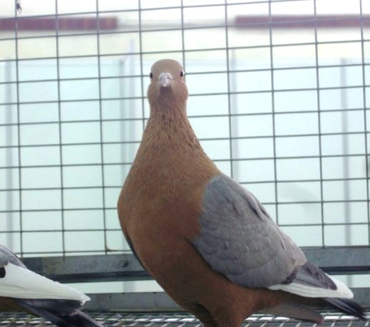 Выставка голубей, г.Тюмень, 28-29 января 2012 года. X_bdb468a1