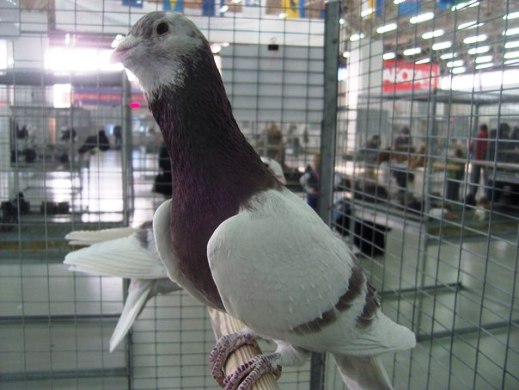 Выставка голубей, г.Тюмень, 28-29 января 2012 года. X_c89553f5