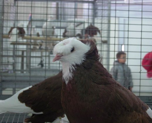 Выставка голубей, г.Тюмень, 28-29 января 2012 года. X_cccbc090