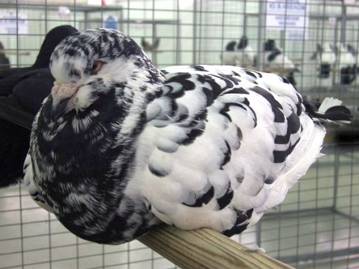 Выставка голубей, г.Тюмень, 28-29 января 2012 года. X_e2ffd2de