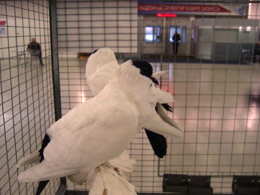 Выставка голубей, г.Тюмень, 28-29 января 2012 года. X_f8204f80